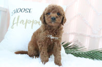 Goldendoodle
