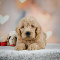 Mini Goldendoodle