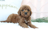 Goldendoodle