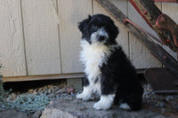 Goldendoodle Mix