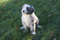  Goldendoodle Mix 