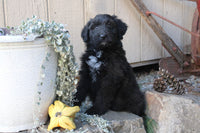 Goldendoodle Mix