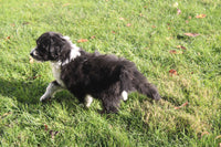 Goldendoodle Mix