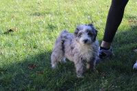  Goldendoodle Mix 