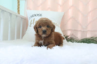 Goldendoodle