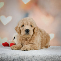 Mini Goldendoodle