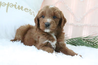 Goldendoodle