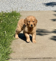 Golden Retriever
