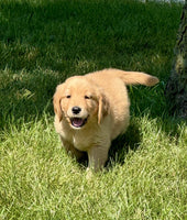 Golden Retriever 