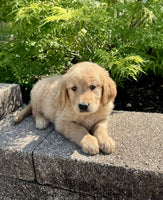 Golden Retriever 