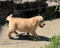 Golden Retriever 