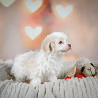 Havanese