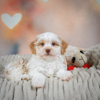 Havanese