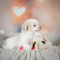 Havanese