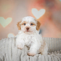 Havanese