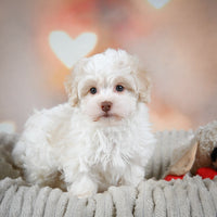 Havanese