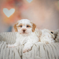 Havanese