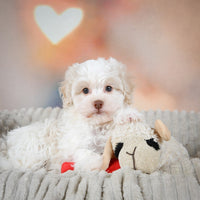 Havanese