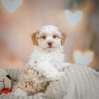 Havanese