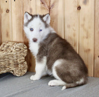  Siberian Husky