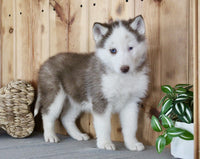  Siberian Husky