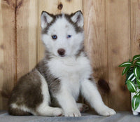  Siberian Husky