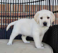 Labrador Retriever