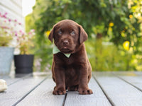Labrador Retriever
