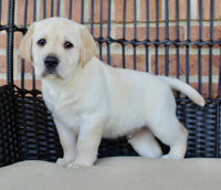 Labrador Retriever