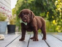 Labrador Retriever