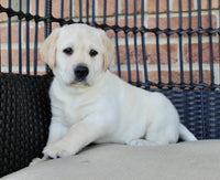 Labrador Retriever