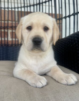 Labrador Retriever