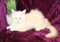 Maine Coon