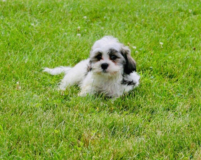 Lucky Male Malshi $695 | spoiled pets rus