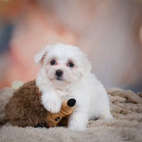 Maltese