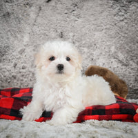 Maltese