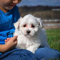 Maltese