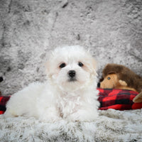 Maltese