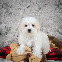 Maltese