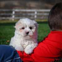 Maltese