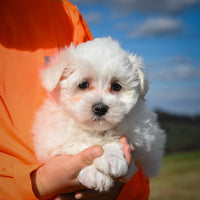 Maltese