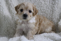 Maltipoo