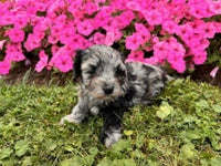 Maltipoo