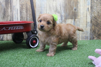 Maltipoo