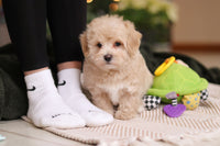 Maltipoo