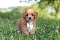 Maltipoo