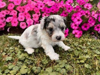 Maltipoo