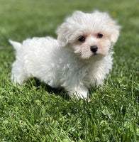 Maltipoo
