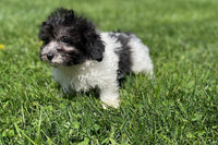 Maltipoo