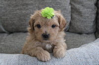 Maltipoo